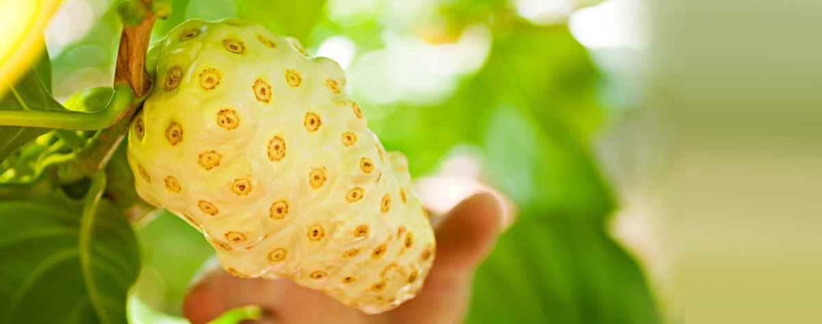 Noni Noni